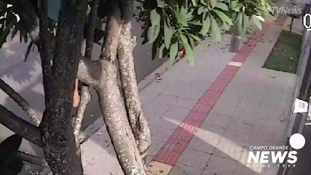 Mulher sobe em árvore para furtar fios no Jardim São Lourenço