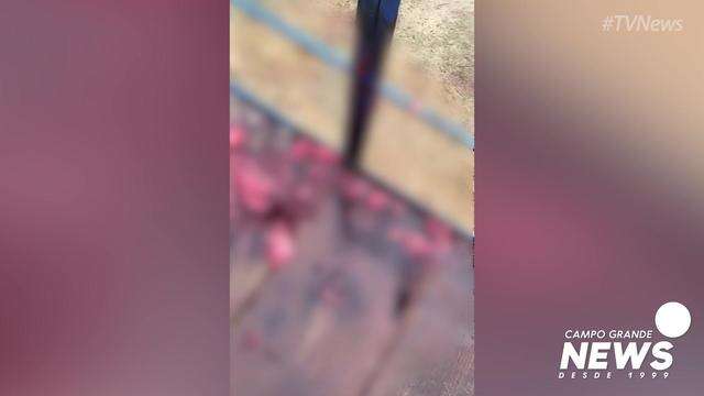 Rastros de sangue do que seria o ataque de onça no Pantanal