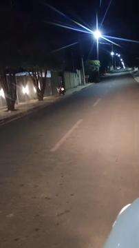 Tamanduá faz passeio por rua de Coxim