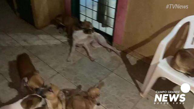 Vídeo mostra cães que esperam por novo lar