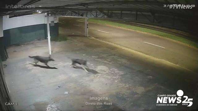 Cães fogem por causa dos fogos na virada do ano