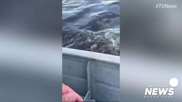 Pescador ajuda filhote de onça a atravessar rio