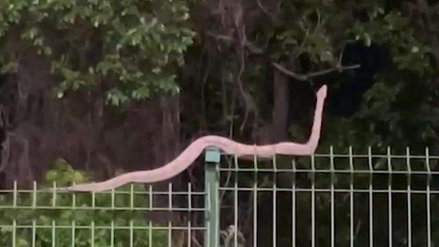 Jiboia dá rolê e escala muro do Parque dos Poderes
