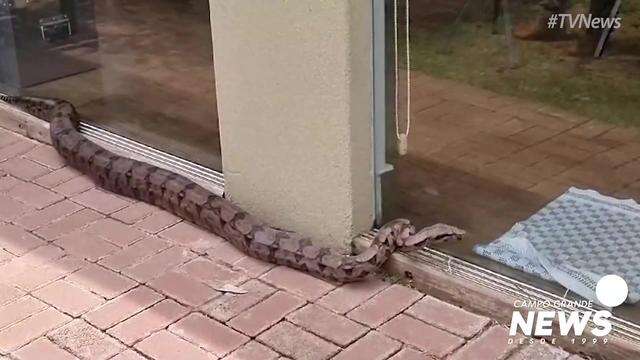 Jiboia tenta invadir casa no Parque dos Poderes