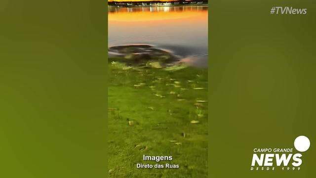 Jacaré surpreende arquiteta que gravava pôr do sol