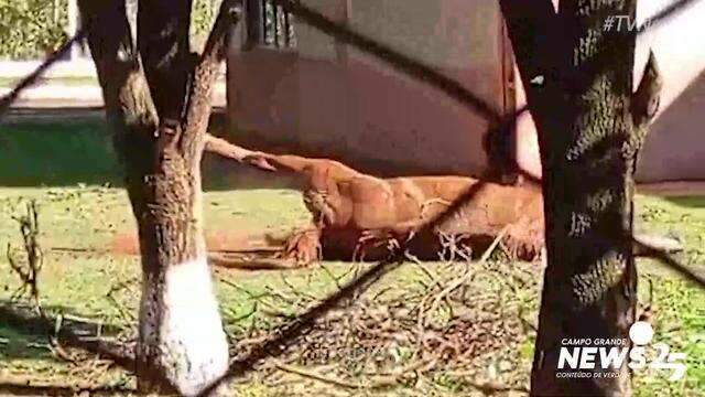 Cavalo agonizando antes de morrer nesta segunda-feira em Campo Grande