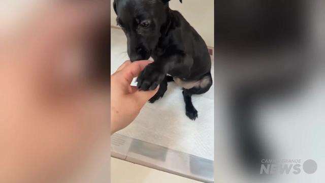 Esperança recebe tratamento veterinário enquanto aguarda por adoção