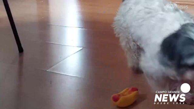 Cachorro chantagista pode mancar para chamar a atenção dos donos