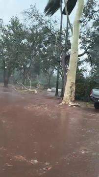 Vídeo mostra árvores caídas em Paranhos