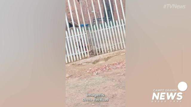 Vão de grade por onde animal escapa