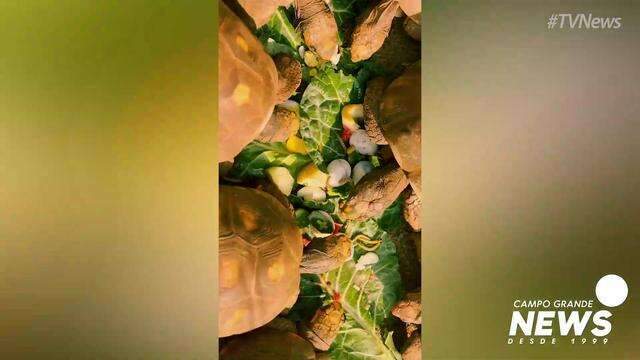 Funcionários entraram no clima do Halloween no Bioparque Pantanal