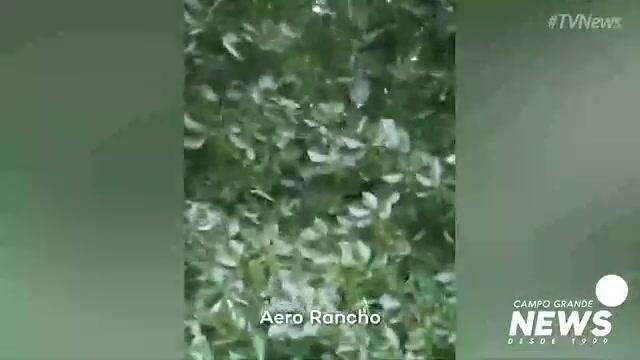 Árvores caídas no Aero Rancho e Vila Planalto
