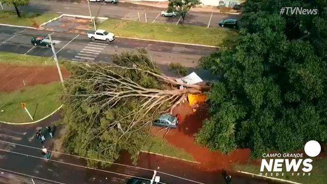 Do alto, tamanho de árvore que vento derrubou impressiona