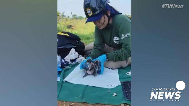 Arara azul atendida por Instituto