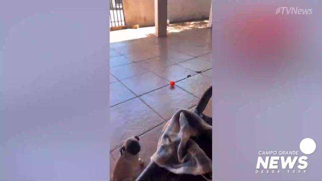 Empresário procura Chow Chow que fugiu na véspera de Natal