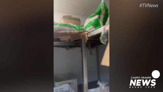 Carne imprópria apreendida