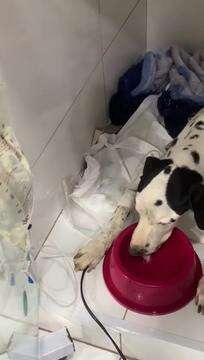 Pipoca segue internada no hospital veterinário da UFMS