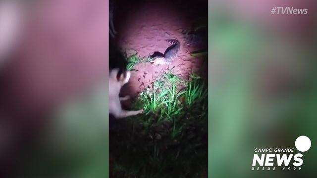 Depois de chuva, jacaré é encontrado no Chácara dos Poderes