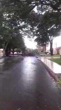 Árvore caída bloqueando toda a rua em Ponta Porã