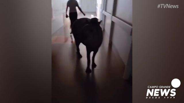 Tico passeia tranquilamente por hospital