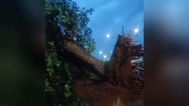 Árvore cai no Coophasul