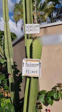 Devolvam o cacto, diz recado