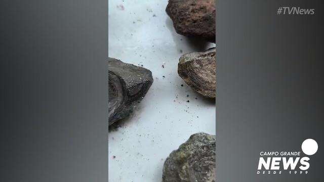 Fósseis encontrados por Irai Antunes em Rio Negro