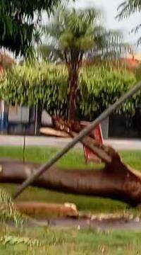 Temporal derruba árvores em Rio Brilhante