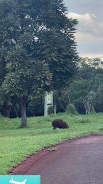 Fotógrafo do Guns em passeio pelo Parque das Nações Indígenas 