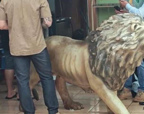 Leão encontrado em casa no Aero Rancho