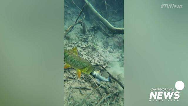 Peixe predador protagoniza cena que encanta turistas