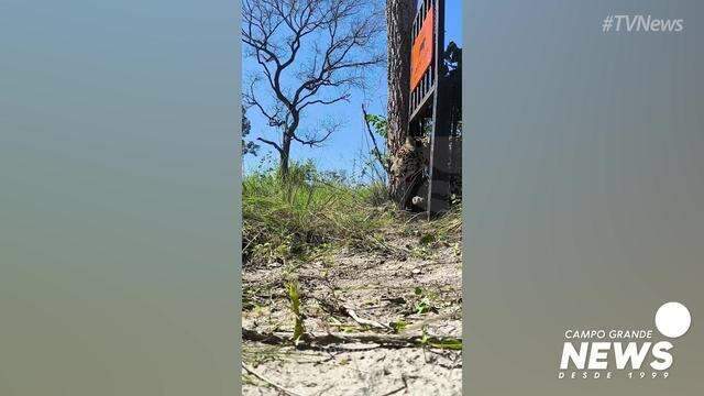 Onça-pintada é solta na Serra do Amolar
