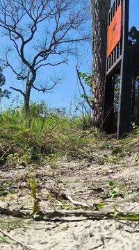 Onça-pintada é solta na Serra do Amolar