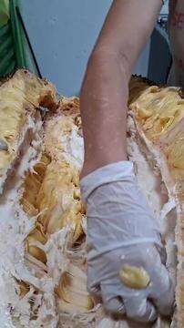 Jaca gigante de Rochedo pesa quase 10 kg