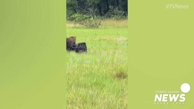 Frente a frente, onça e tamanduá protagonizam cena rara no Pantanal