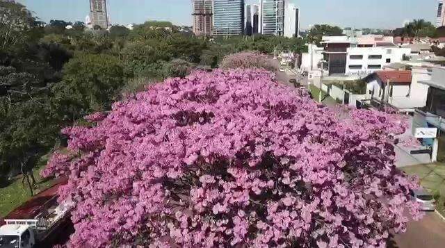 Ipês colorindo avenida em Campo Grande