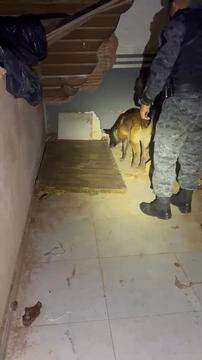 Cão farejador encontra maconha em bunker de residência 