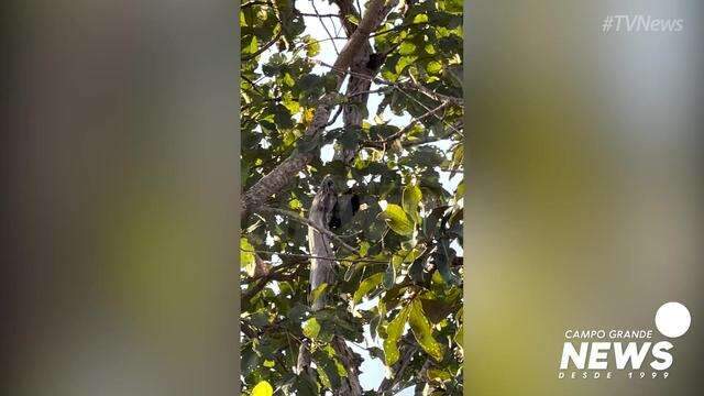 Pica-pau vira atração no Parque dos Poderes
