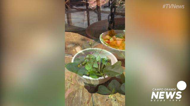 Nada de salada xoxa: esse ‘mato’ do quintal pode salvar seu prato