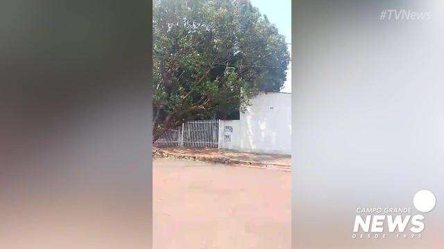 Bombeiros removem árvore que caiu sobre casa no Jardim América