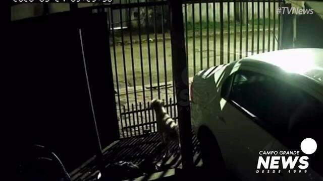 Assaltantes tentam levar outro carro e se assustam com latidos de cachorro