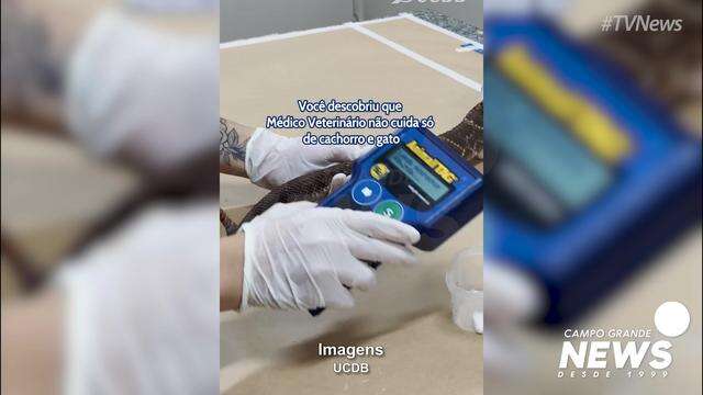 Médico veterinário não cuida só de cão e gato