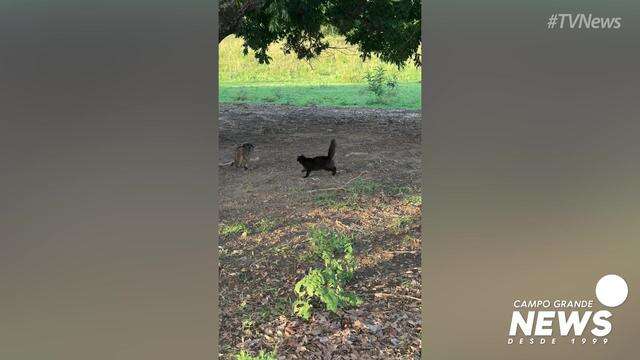 Gato enfrenta lobinho no Pantanal